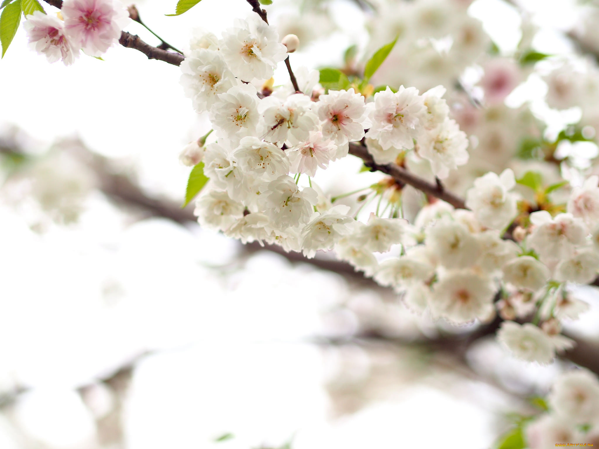 ,   ,  , , , , branch, leaves, flowers, apple